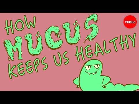 How mucus keeps us healthy - Katharina Ribbeck