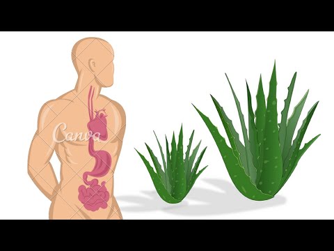How Aloe Vera Works in the Body (Hindi interview)