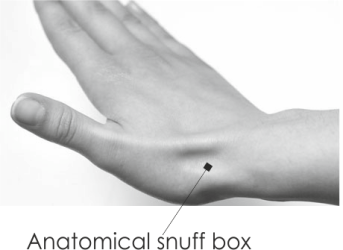 anatomical snuff box