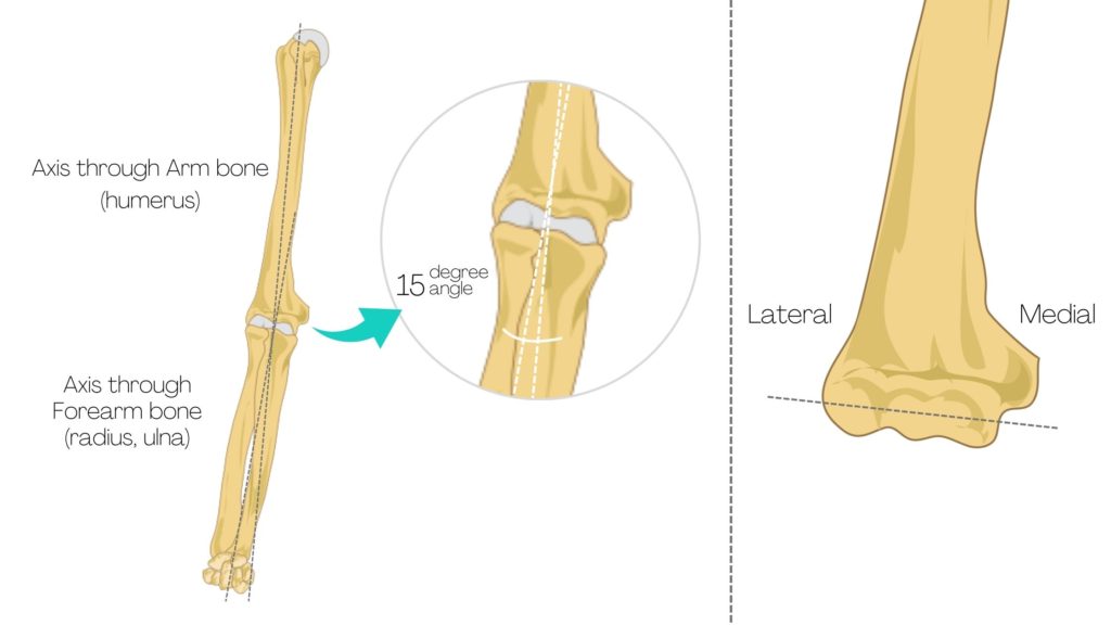 carry angle elbow