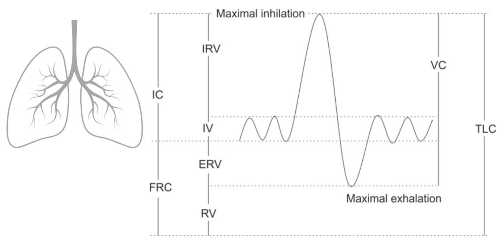 lung volume and capacity explained