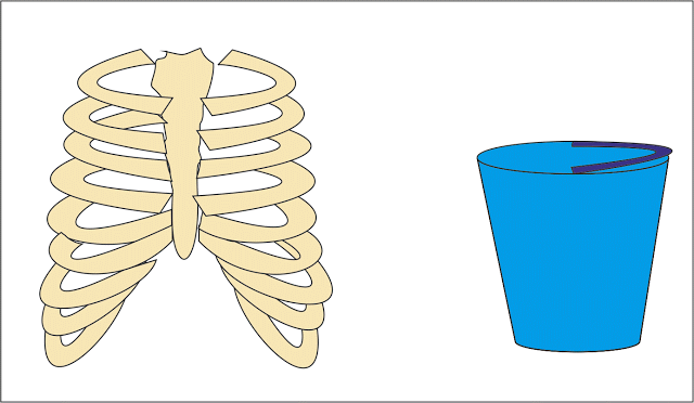 bucket handle movement of ribs animation