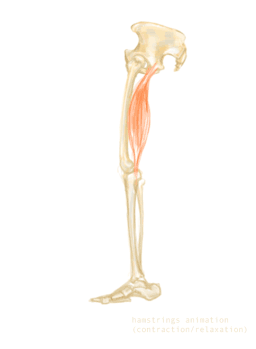 hamstring muscle/ knee flexors