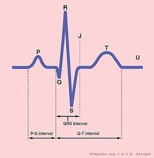 cardiac cycle ecg