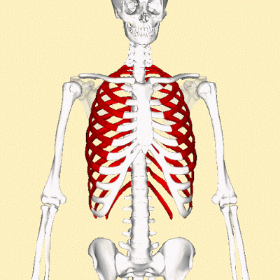 Ribs anatomy animation