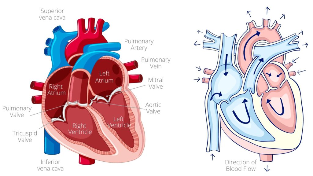 cardiac cycle phases