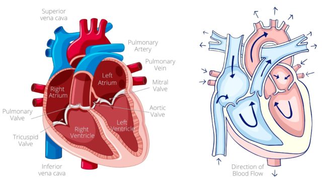 Cardiac cycle explained: cardiac cycle phases, ECG, graph