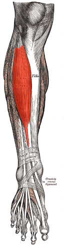 Tibialis_anterior_anatomy