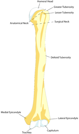 Humerus bone parts