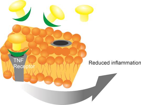 TNF receptors