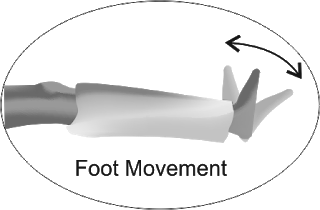 ankle movement