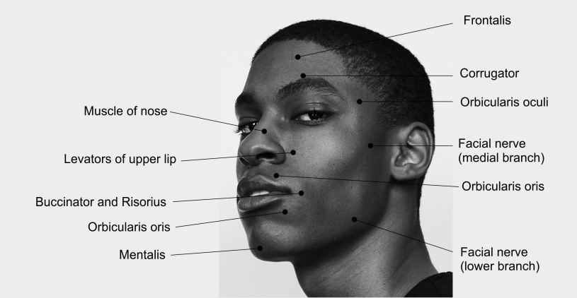 motor points of face
