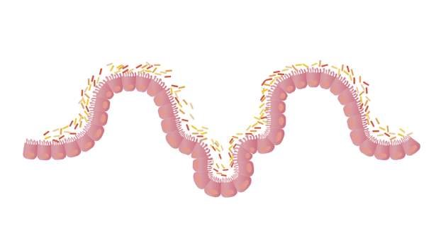 intestinal villus: internal cleaning aloe vera