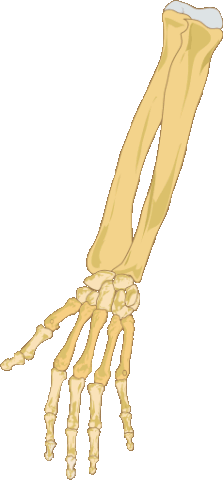 radius ulna bone