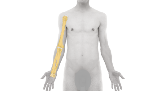 Arm bone: Three bones of arm, what are they? : Physiosunit
