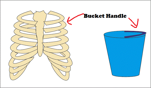 What is Bucket Handle Movement of Ribs, it's Anatomy