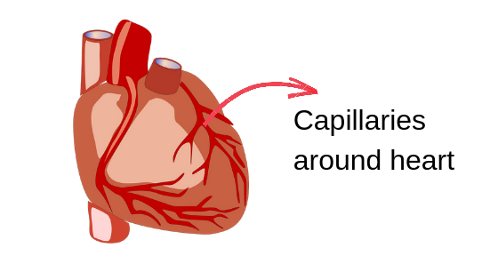 Capillaries around heart 