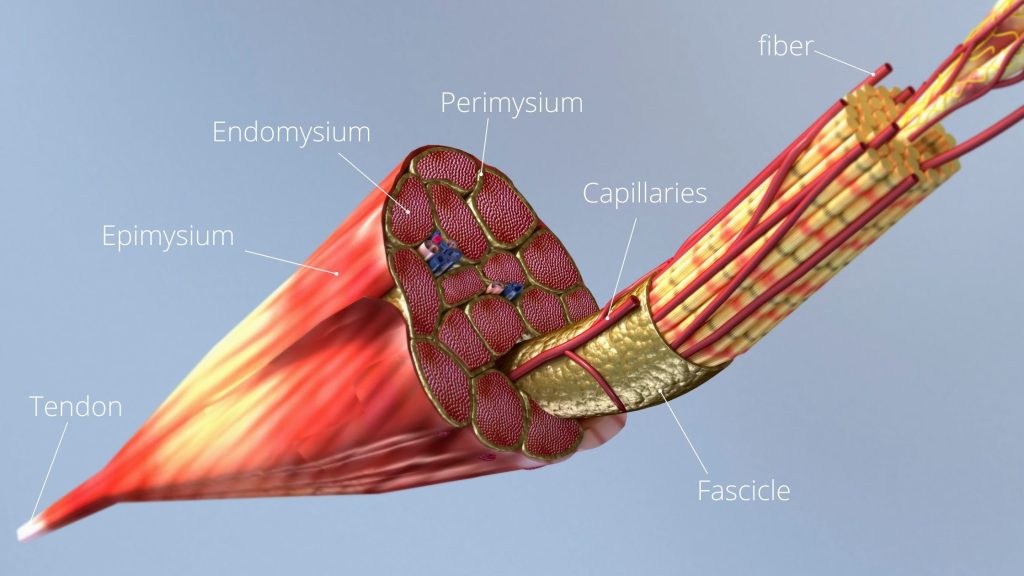 muscle fiber anatomy myofascial trigger point