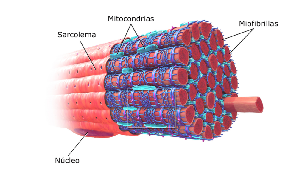 what-are-muscle-knots-how-to-get-rid-of-muscle-knots-physiosunit