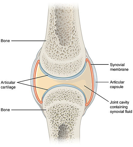 synovial joint and types