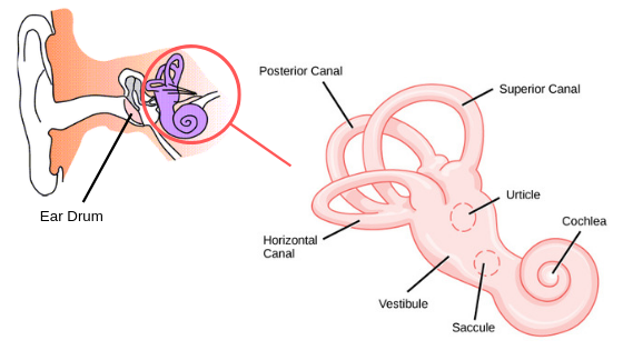 semicircular canal internal ear
