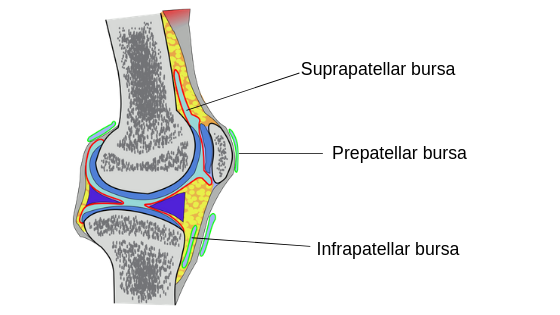 bursa of knee