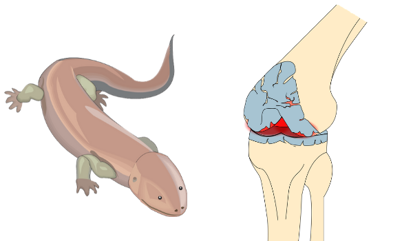 Osteoarthritis We too can regrow joint tissues like salamanders, study