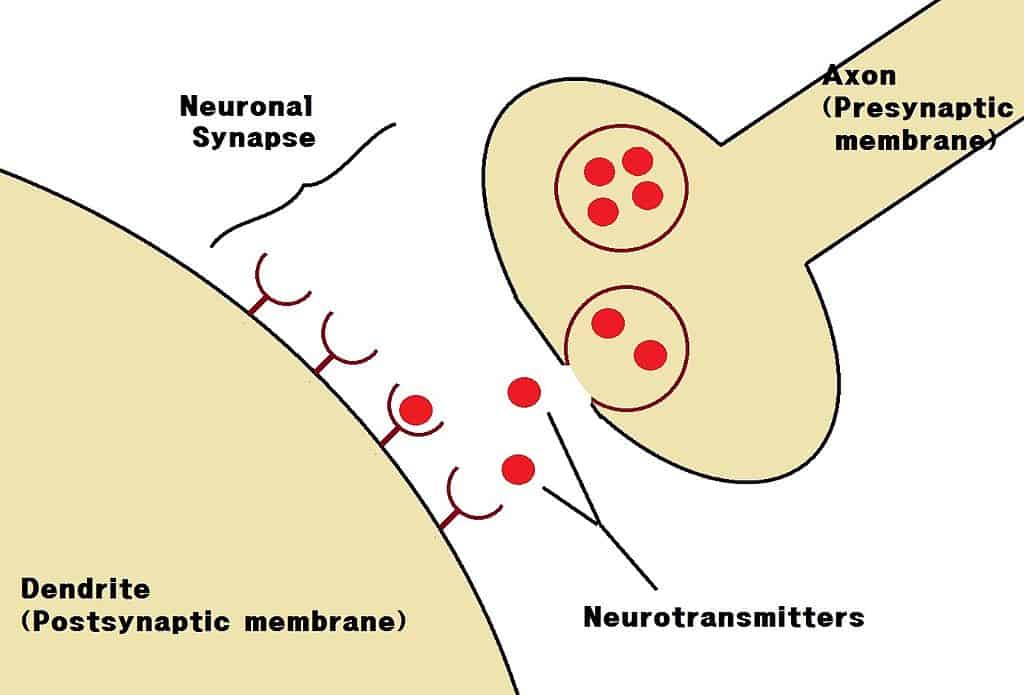 neuronal synapse