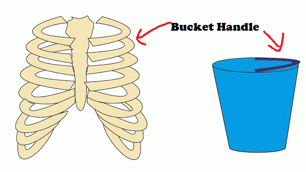 bucket handle movement of ribs