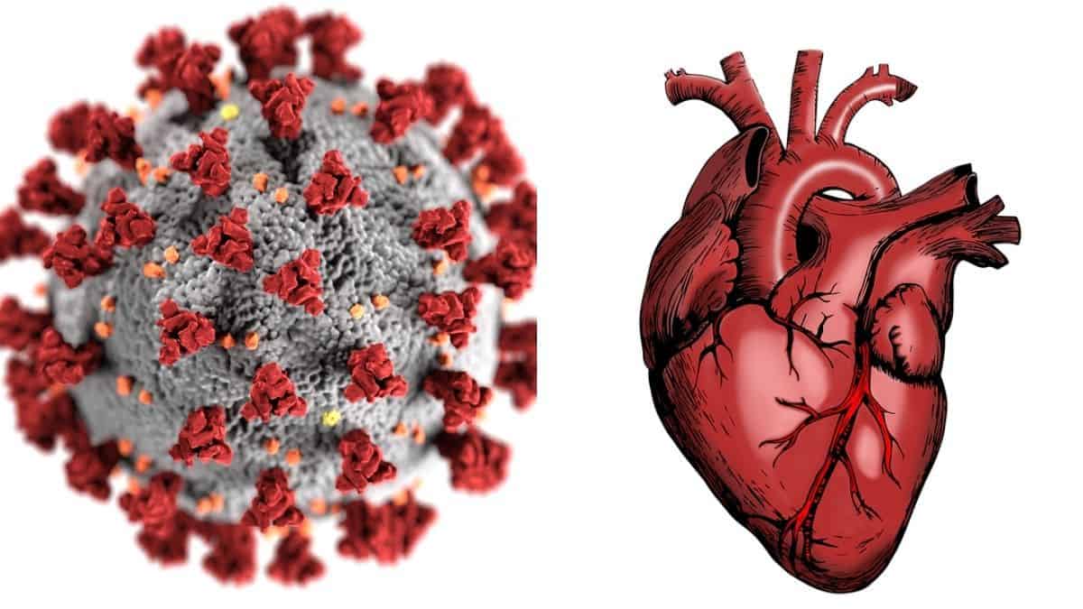 COVID effects Heart Cell can have lasting damage