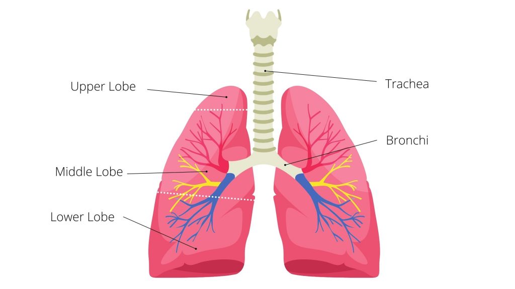 lung anatomy postural drainage