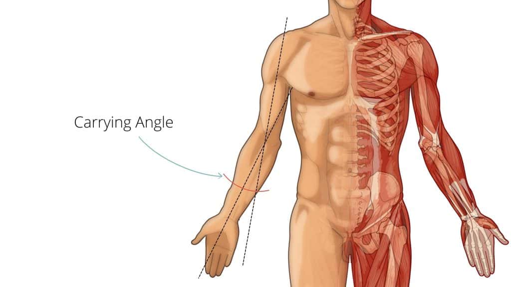 carrying angle of anatomy