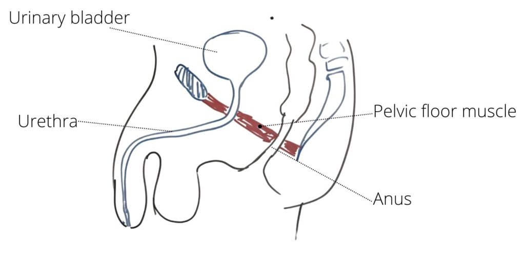 cause of urine leakage in men