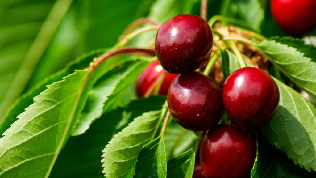 cherry for uric acid supplement gnc