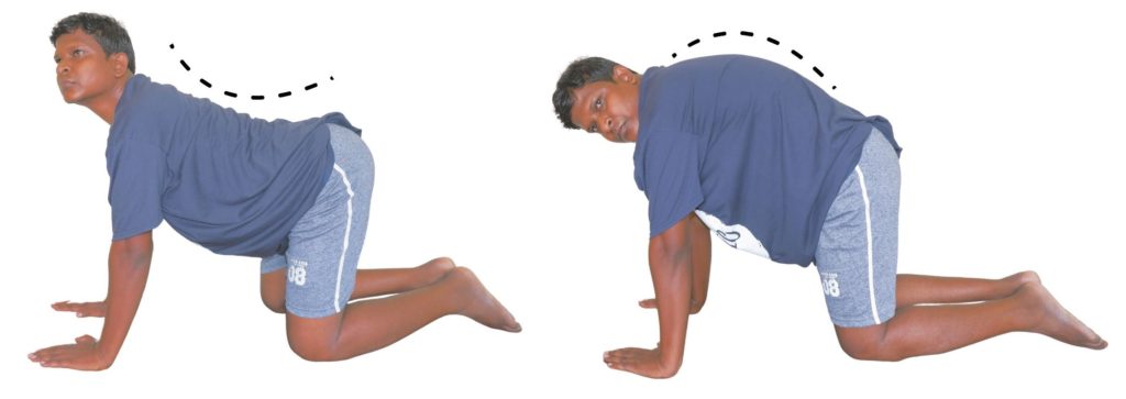 Cat camel exercise to strengthen weak back bone