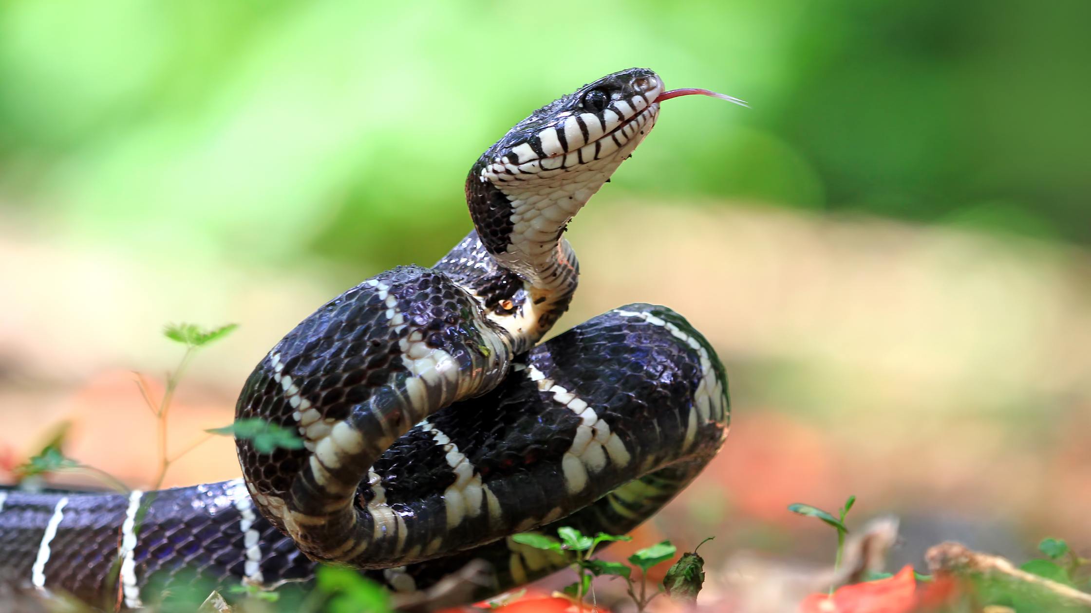 We’re a step closer to having a universal antivenom for snake bites – new study