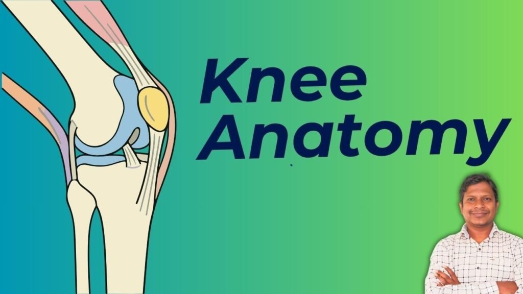 Knee joint anatomy explained for physiotherapy students