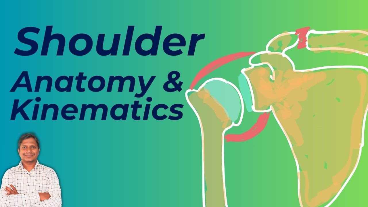 Shoulder complex anatomy and kinematics - PHYSIOSUNIT