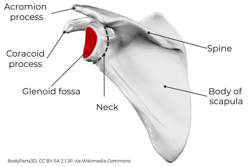 Anatomy of the scapula with labeled landmarks: acromion process, coracoid process, glenoid fossa (red), neck, spine, and body of scapula
