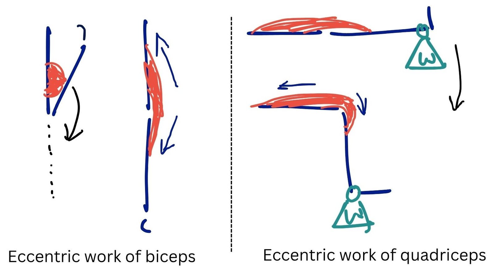 Eccentric vs Concentric Muscle Work – Its Ranges - PHYSIOSUNIT