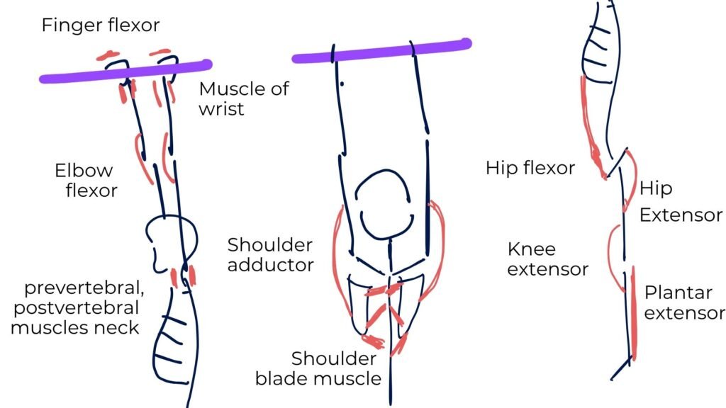 Diagram of muscles active in the hanging position, labeling finger flexors, wrist muscles, elbow flexors, neck muscles, shoulder adductors, shoulder blade muscles, hip flexors, hip extensors, knee extensors, and plantar flexors