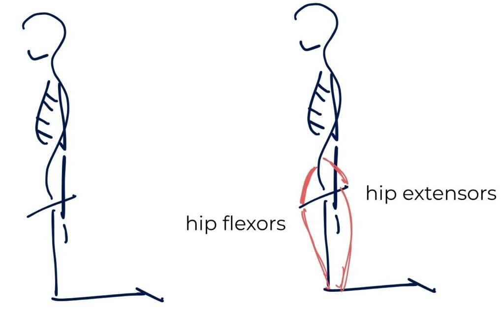 Kneeling position diagram showing hip flexors and hip extensors highlighted in red, coordinating to balance the pelvis over the hip joint