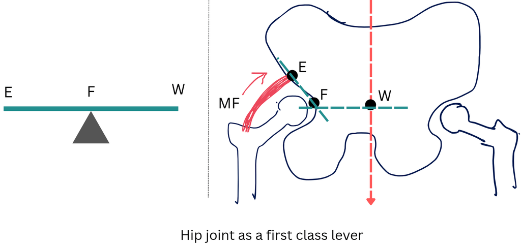 hip joint as first class lever