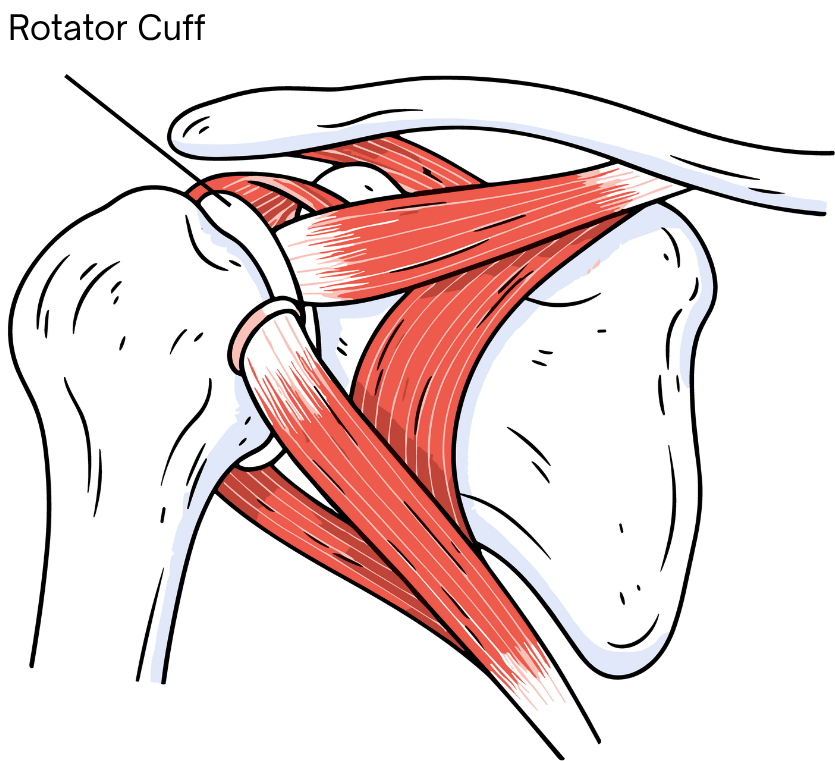 Anatomy of the rotator cuff showing supraspinatus, infraspinatus, teres minor and subscapularis muscles