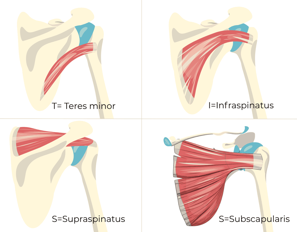 Muscles of the shoulder forming the rotator cuff - TISS muscle group diagram