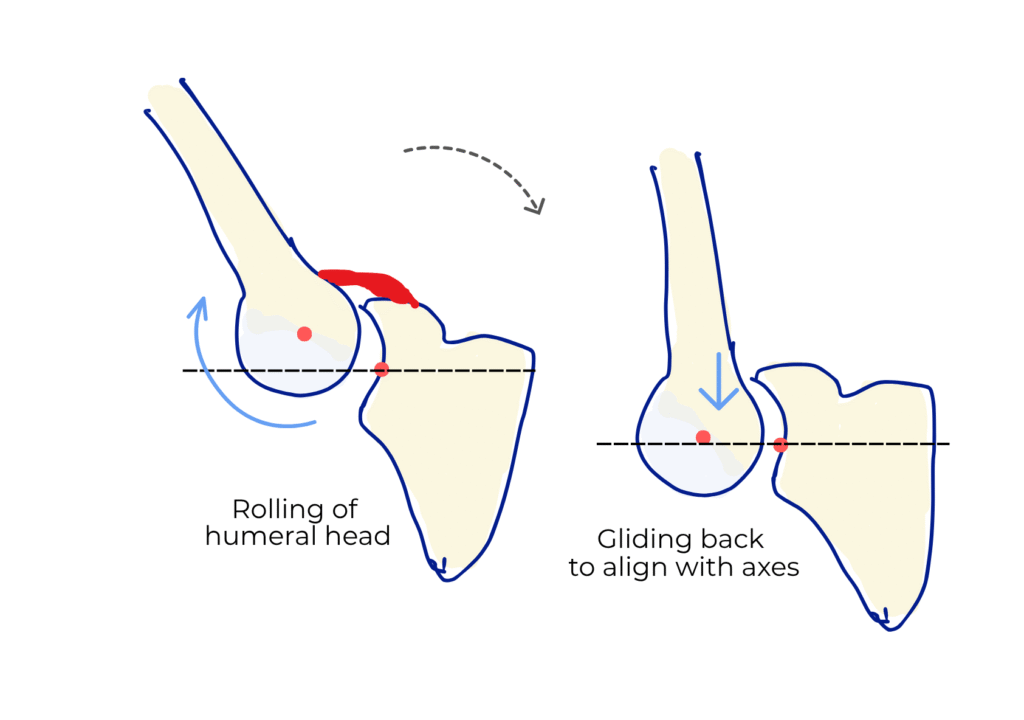 shoulder abduction arthrokinematics
