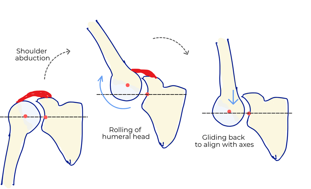 Humeral head rolling, then gliding back to the glenoid axis, during shoulder abduction