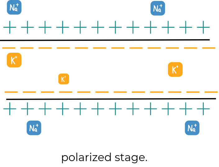 Understanding electrical stimulation: Electrical activity of nerve Depolarisation of a nerve: sodium ions rush in, making the inside positive and the outside negative